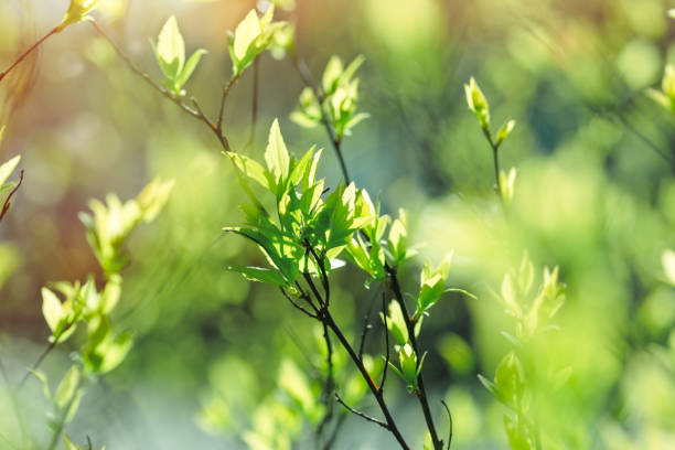 istock Awakening of nature - forest in the spring 654812218