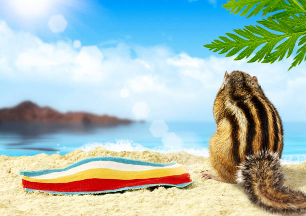 Chipmunk sunbathes on the beach, vacation concept