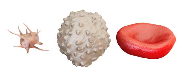 혈액 세포 적혈구, 림프 구, thrombocyte, 3d 렌더링에 고립 된 흰색 배경 - wbc 뉴스 사진 이미지