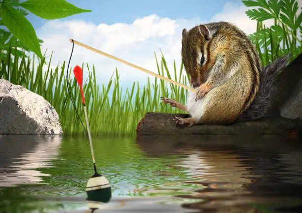 Funny chipmunk fishing with fishing-rod, angler concept