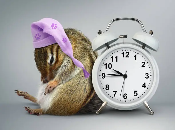 Funny animal chipmunk wakeup with clock and sleeping cap