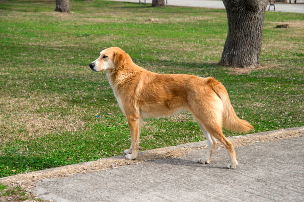istock Stray Dog Waiting For Friends 654821874