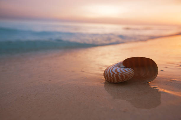 istock nautilus shell on beach in sunrise light, seascape 654832904