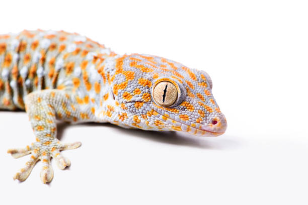 istock Tokay Gecko white isolated background 654833034