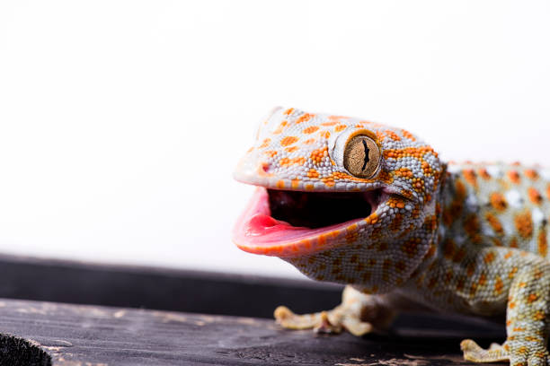 istock Tokay Gecko white isolated background 654833042
