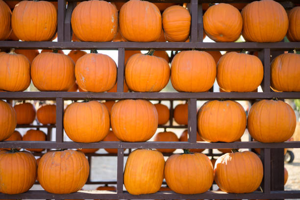 istock Wall of Pumpkins 654833842