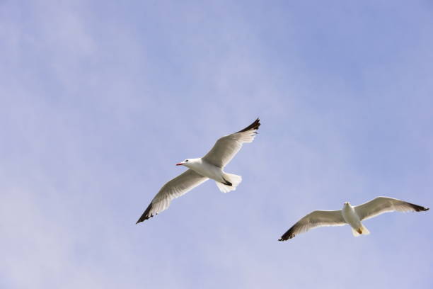 istock Flying seagulls on the Mediterranean in Spain 654838964