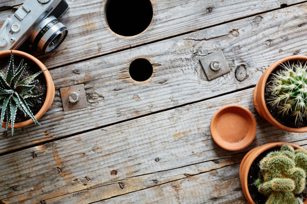 istock range of cactuses and camera decoration on wooden cable drum 654839762
