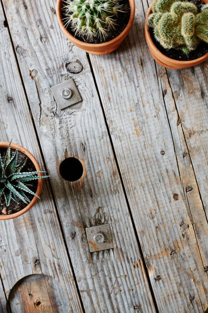 istock variety of cactuses framing space on used wooden cable drum 654839888