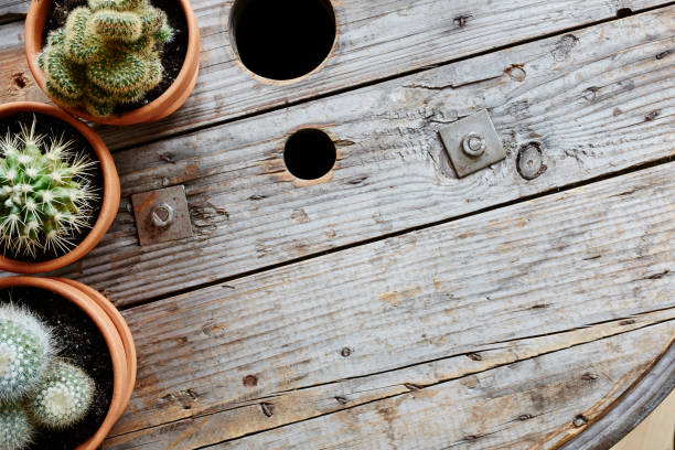 istock variety of exotic cacti on vintage industrial cable drum 654840024