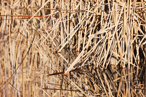 Reeds by the water, reflections of reeds in the water.