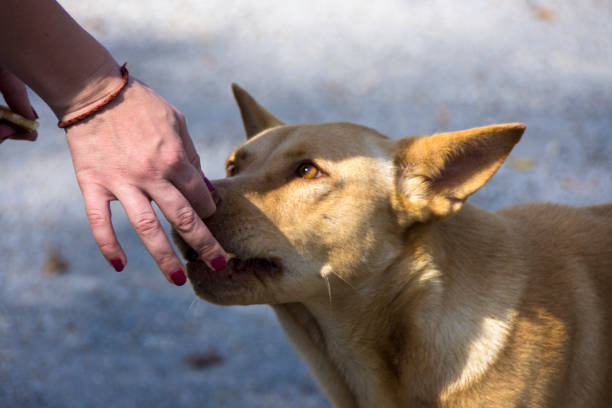 istock Female hand feeding beautiful red dog 654845146