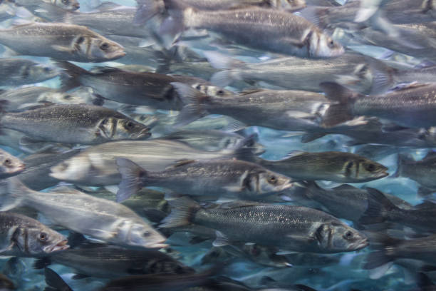 istock fish swarm - many fishes swimming 654845180