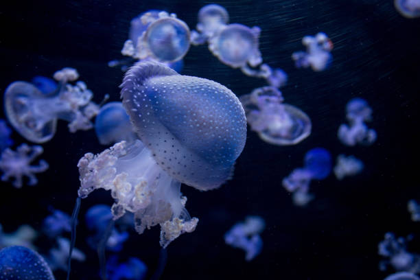 istock many blue jellyfishes - spotted jellyfish 654845298
