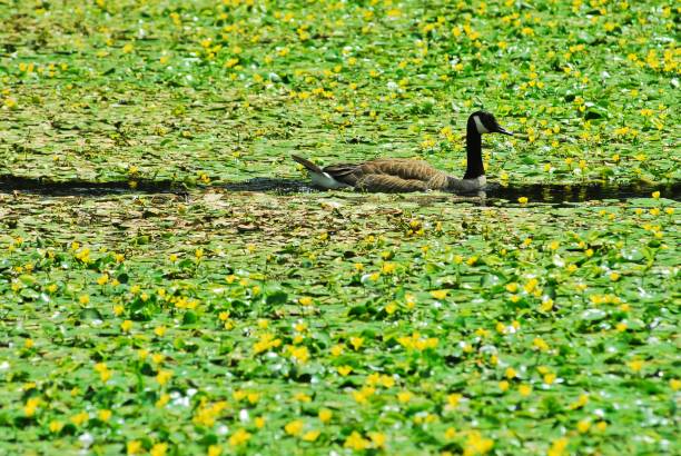Single Canada Goose swimming through thick area of Water Lillies. Tranquil setting with vibrant green leaves and yellow flowers.