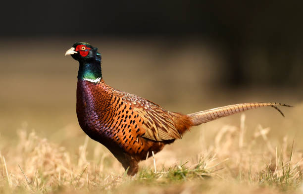 faisão - pheasant hunting fotos - fotografias e filmes do acervo