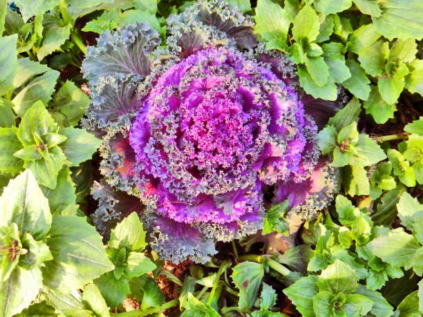 istock Beautiful flowers blooming in garden 654884986
