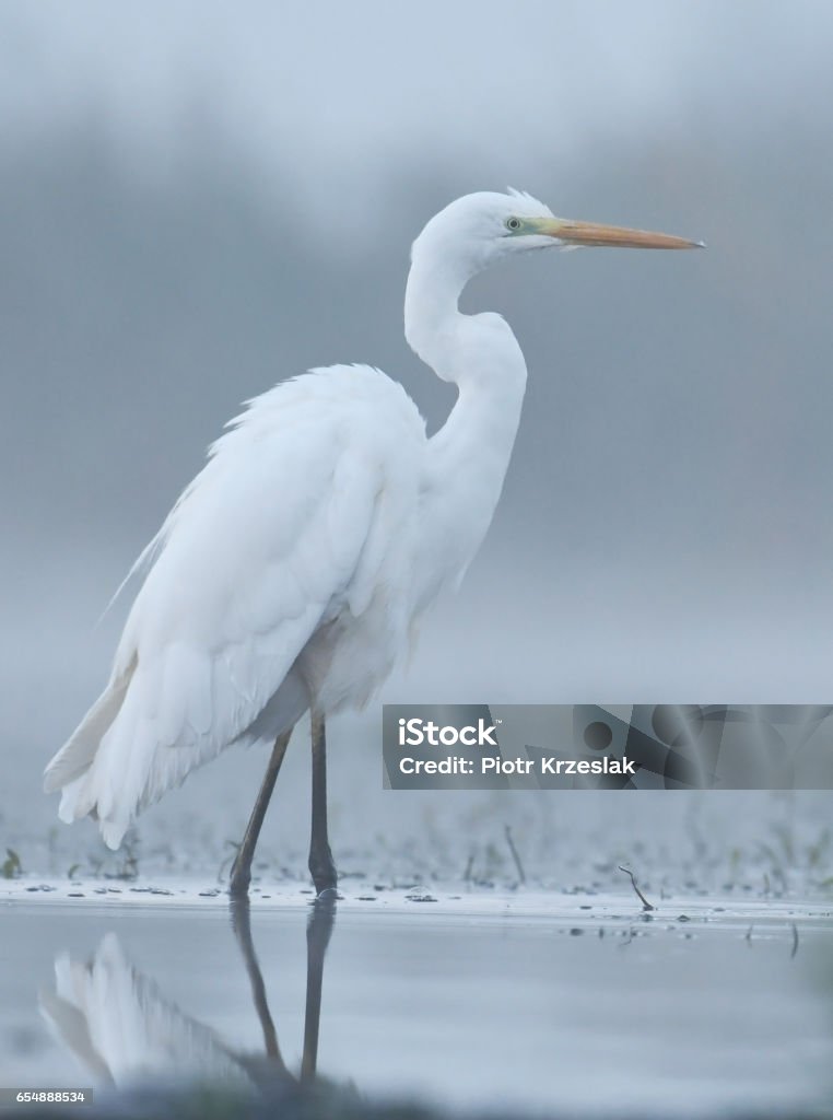 White egret Great white egret (Egretta alba) Alba - Italy Stock Photo