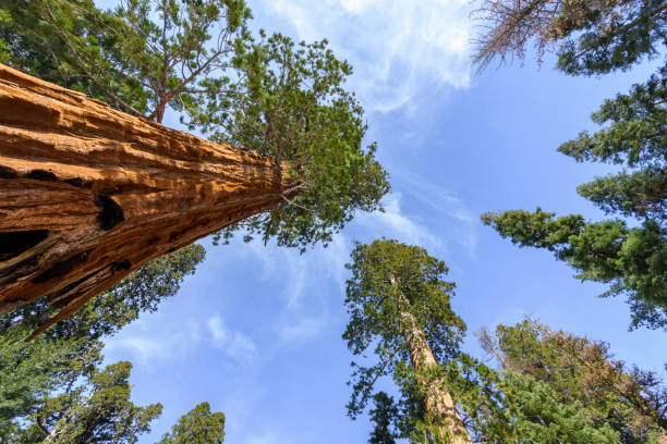 Low angle shot of giant trees in winter