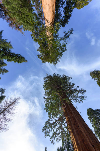 istock Giant sequoia trees in Sequoia National Park, California 654889046
