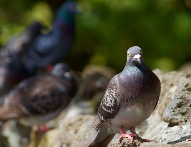 istock One of a kind pigeon 654895928