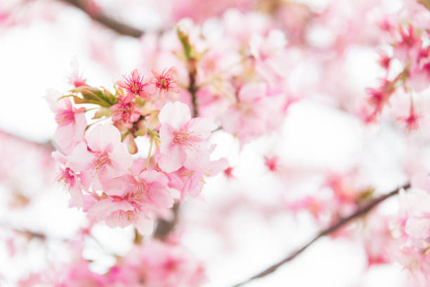 istock Kawazu Zakura Cherry Blossom Close Up 654896328