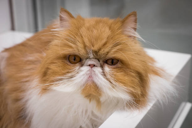 istock Angry Closeup Cat Portrait 654896380