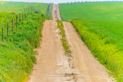 Dirt Road in spring