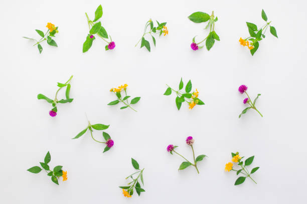 istock Floral pattern with pink clover and yellow wildflowers on white background. Flat lay, top view. 654905616