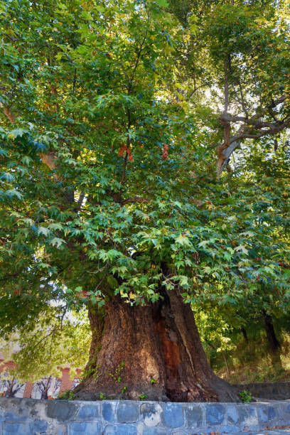 istock Giant Plane tree, Platanus orientalis in Telavi. Georgia 654905652