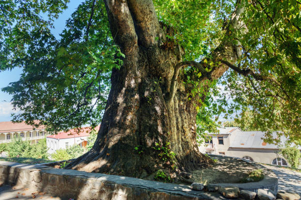 istock Giant Plane tree, Platanus orientalis in Telavi. Georgia 654905668