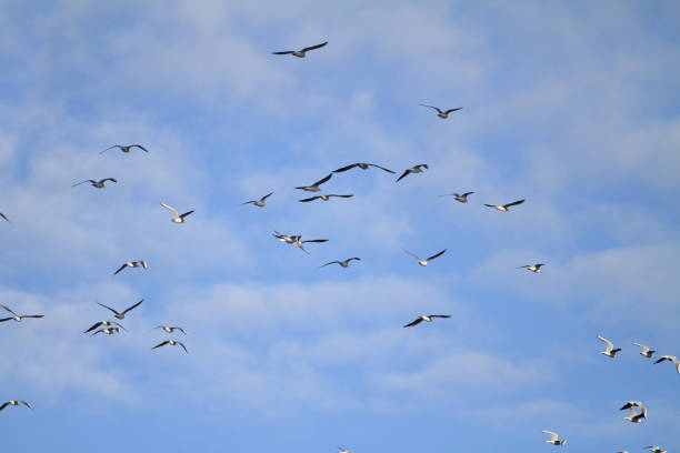 flock of seagulls flock of seagulls lance armstrong foundation stock pictures, royalty-free photos & images