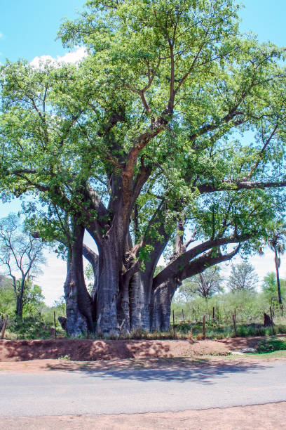 istock Baobab tree (Adansonia digitata) at the border of Zambia 654905970