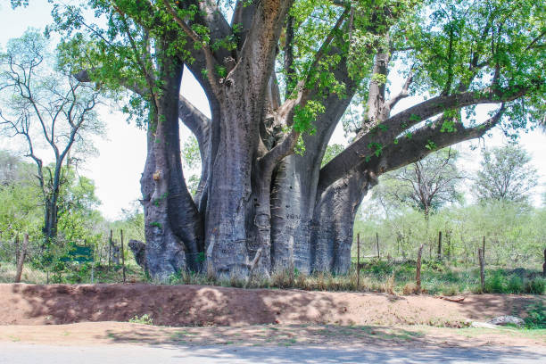 istock Baobab tree (Adansonia digitata) at the border of Zambia 654906042