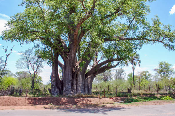 istock Baobab tree (Adansonia digitata) at the border of Zambia 654906050