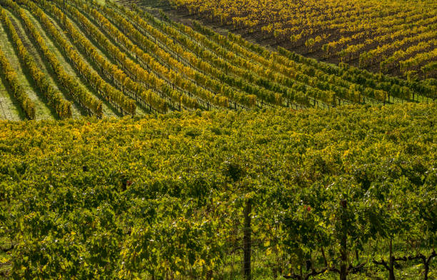 istock Beautiful and scenic Tuscany landscape 654910864