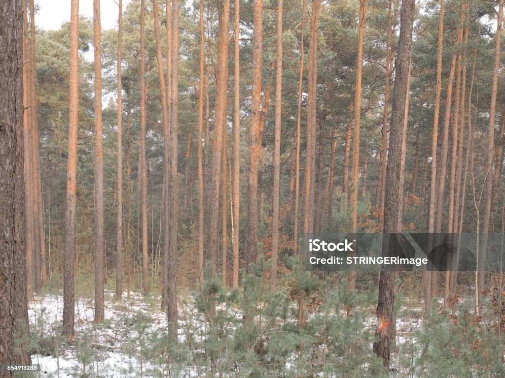 Sparse Forrest Sparse Pine Forrest In Winter With Light Snow Cover Germany 2017 Stock ...