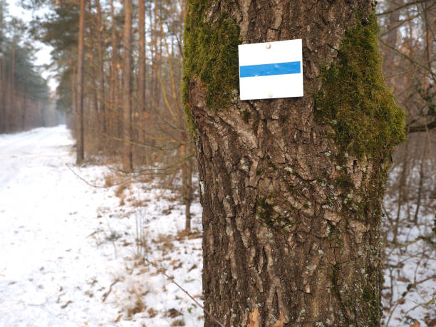istock Way marker on a pine tree in a winterly forrest, Germany 2017 654915578