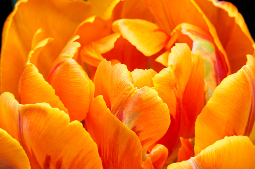 Low angle close-up of Blooming California Poppy (Eschscholzia californica) wildflowers.\n\nTaken in Santa Cruz, California, USA