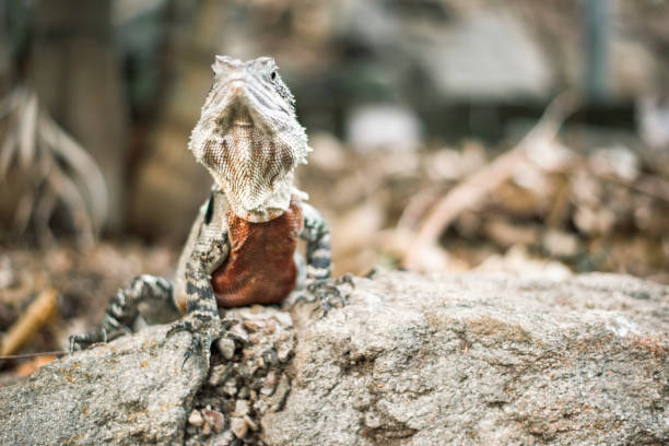 istock Water Dragon outside during the day. 654915756
