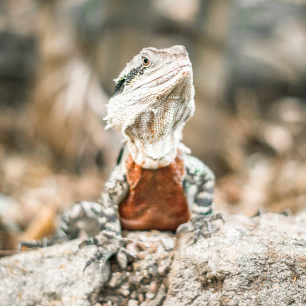 istock Water Dragon outside during the day. 654915872