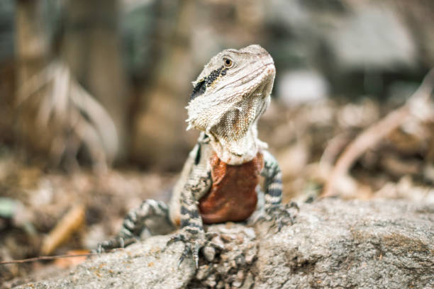 istock Water Dragon outside during the day. 654916014