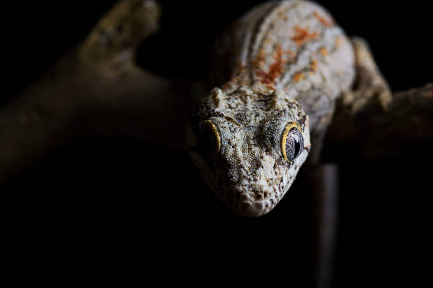 istock Gargoyle Gecko in darkness black background 654918194