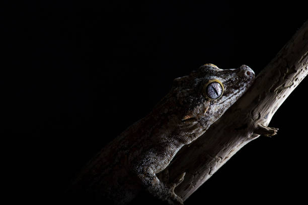 istock Gargoyle Gecko in darkness black background 654918196