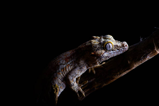 Gargoyle Gecko in darkness black background