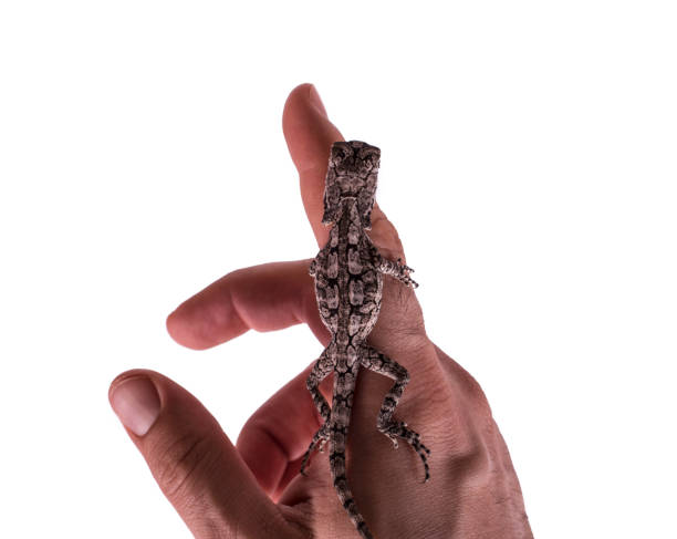 istock Frilled Neck Lizard on hand isolated white background 654920654