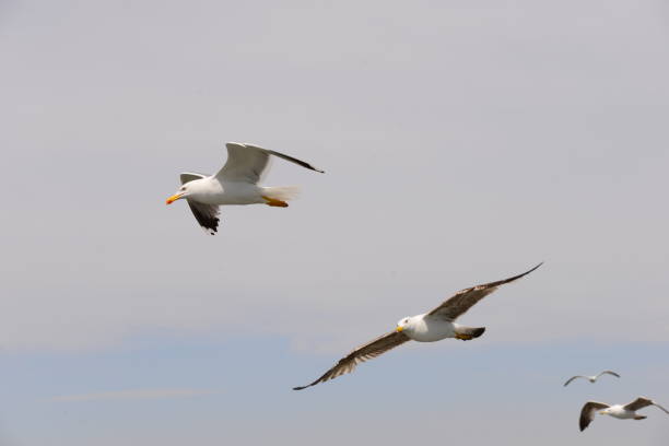 istock Flying seagulls on the Mediterranean in Spain 654922992