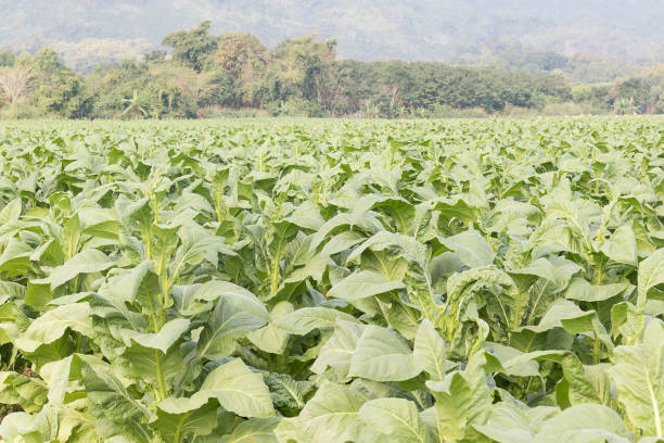 istock Field of Nicotiana tabacum 654925178