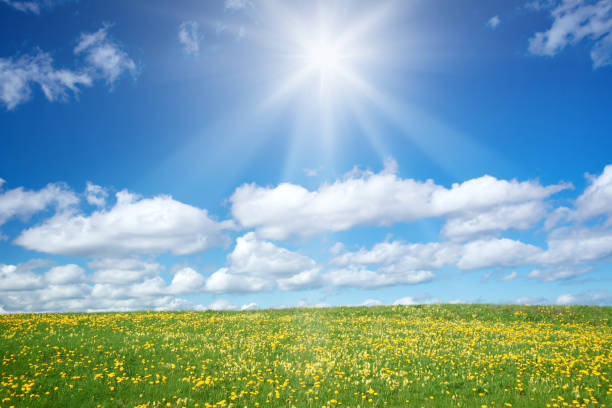 istock Field with dandelions and blue sky 654925700