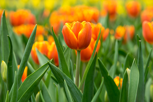 Primer plano de flores con tulipanes naranja photo